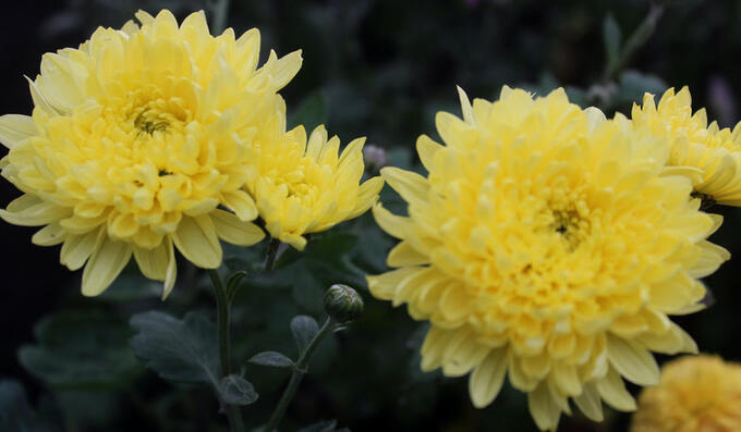 Желтая хризантема