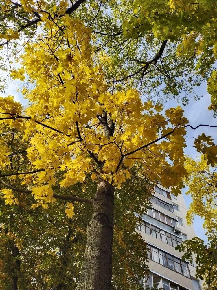 Улетают октябрьские дни