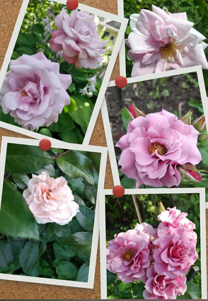 Если б это было...