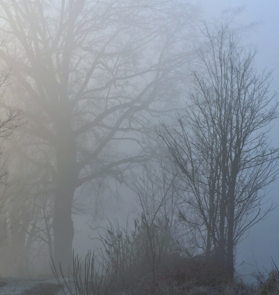 Туманное утро