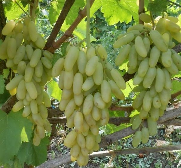 Дамские пальчики