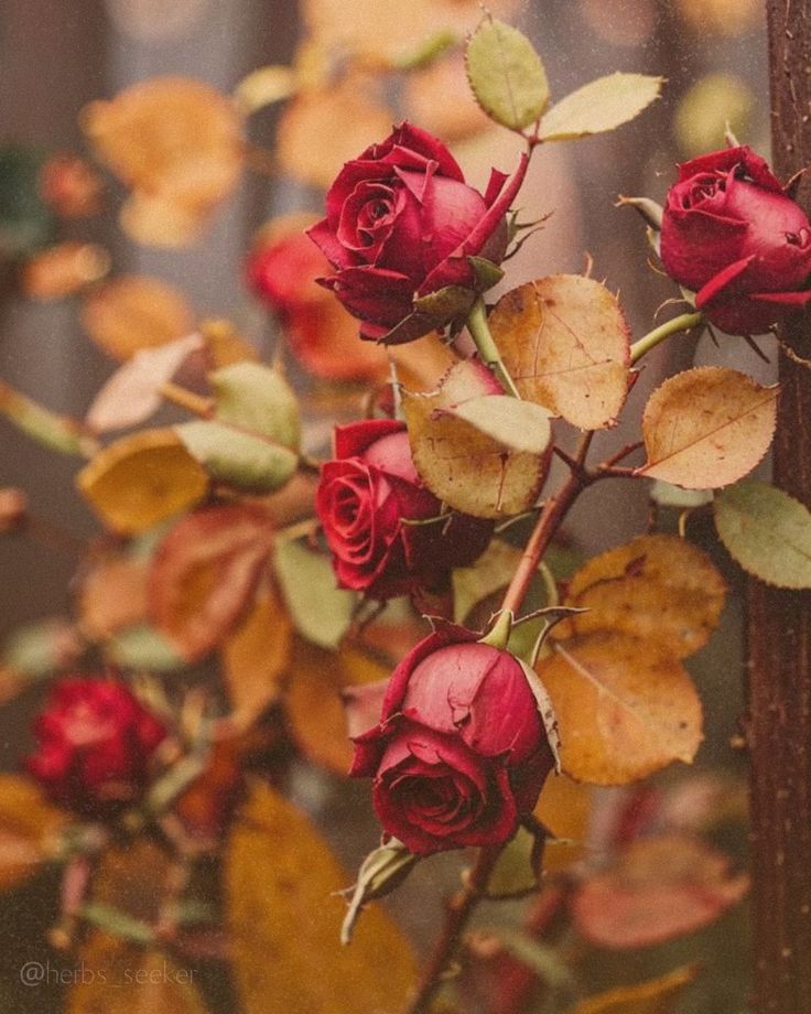 Отцветает сад