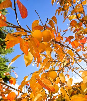 вкусив Хурмы