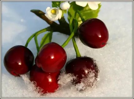 Букеты Любви-.. Зимняя вишня