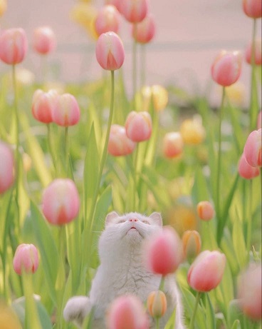 Мы с кошкой