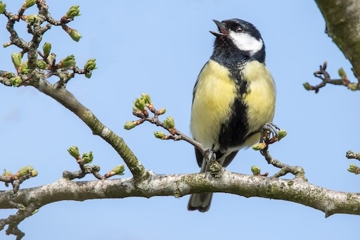 О чём поёшь?