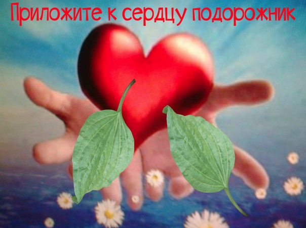 Я к сердцу подорожник приложу
