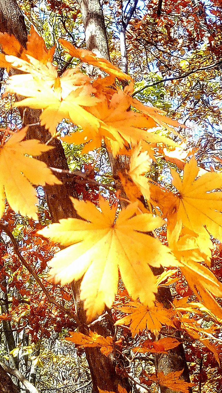 Куксии гекаты