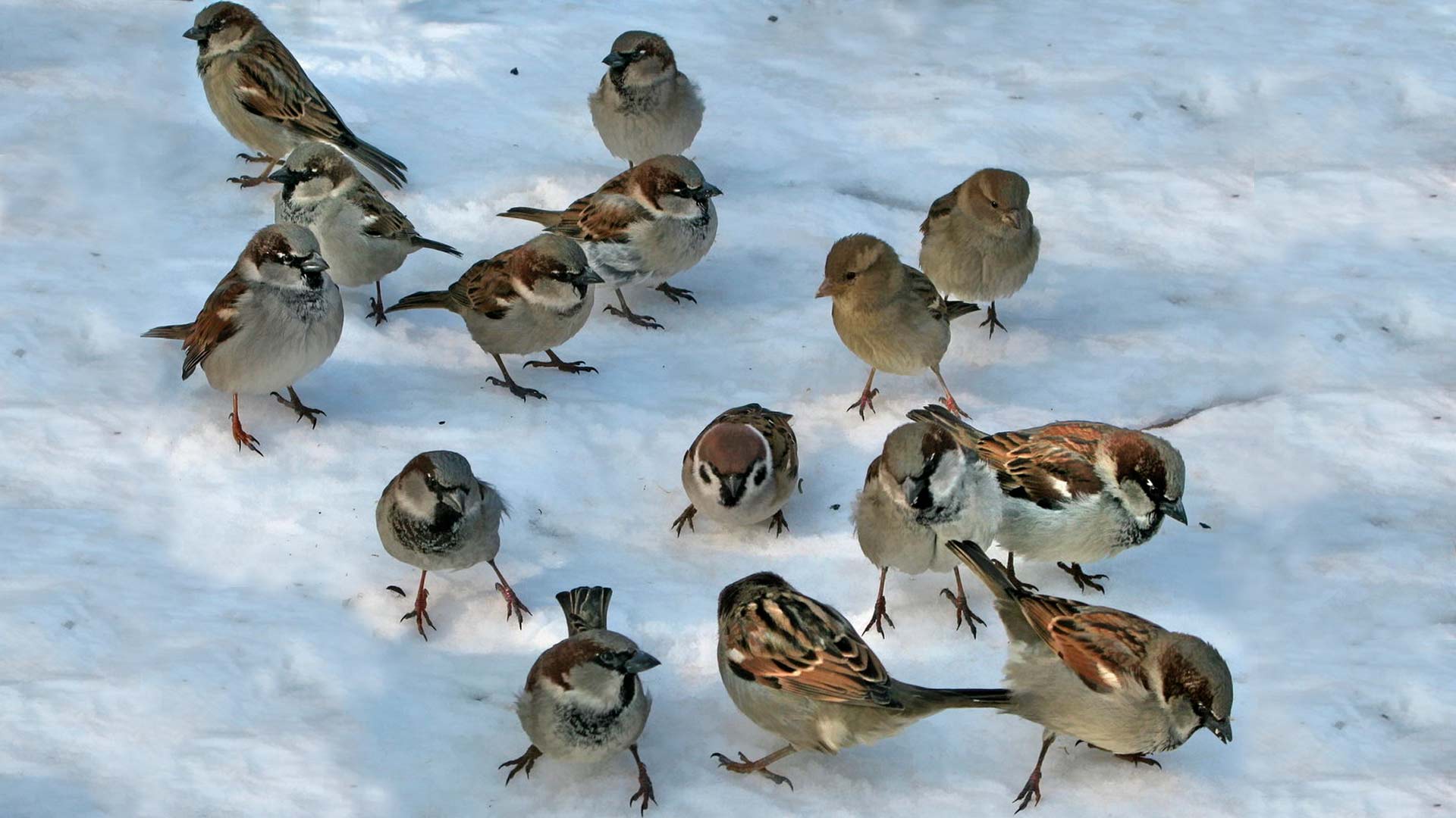 Воробьи чирикают