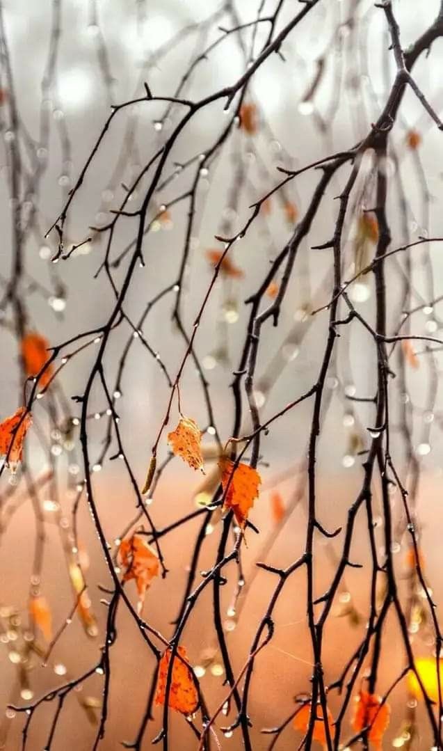 Все ноябрем уж дышит