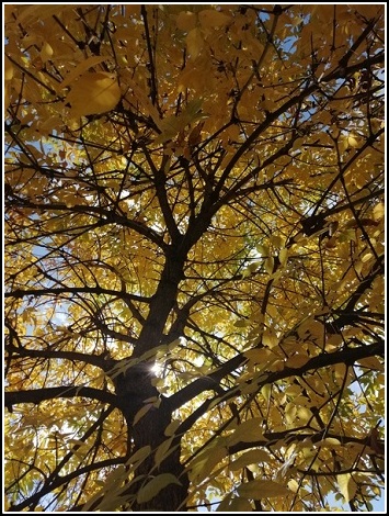 Рояль уехал