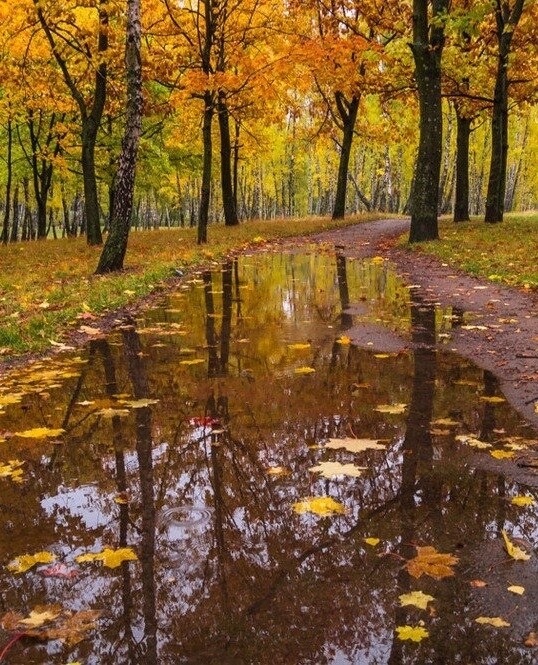 Осенний листопад