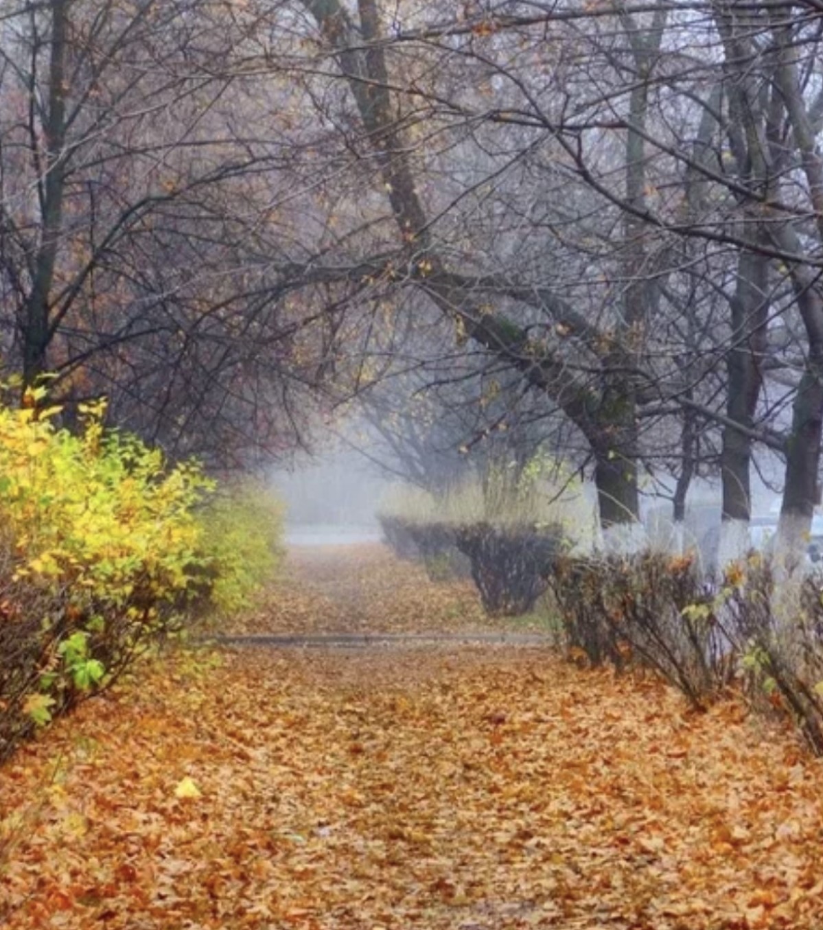 И снова туман