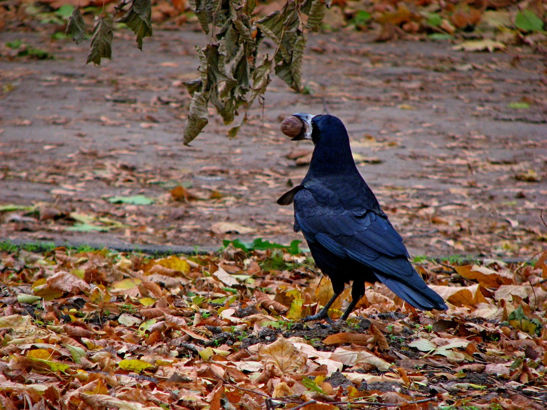 Будьте как дома!
