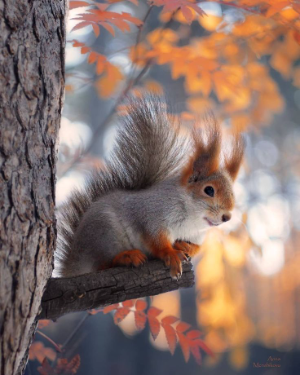 Я на октябрь настраивала душу