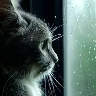 Осенний кот...