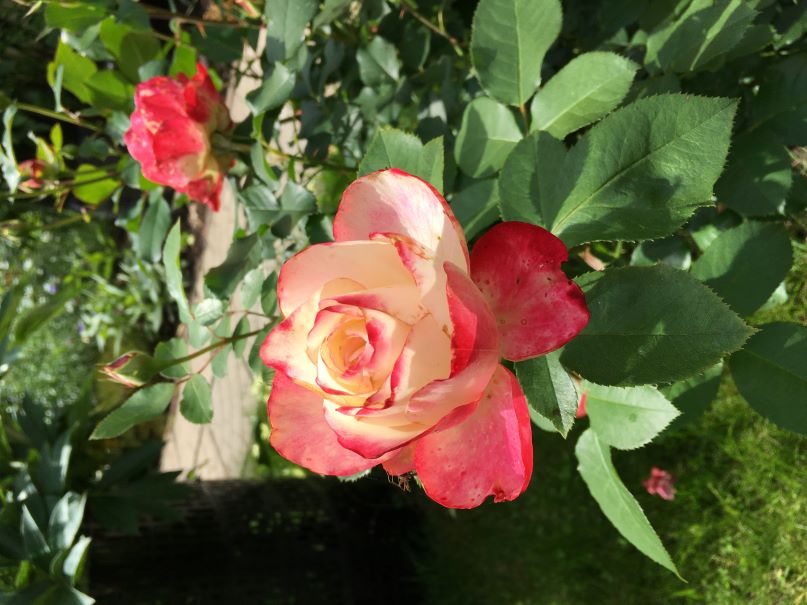 Наши мысли и любовь 20. 10. 2025