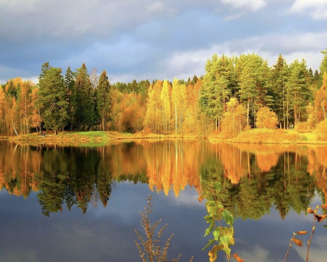 Листьев желтых