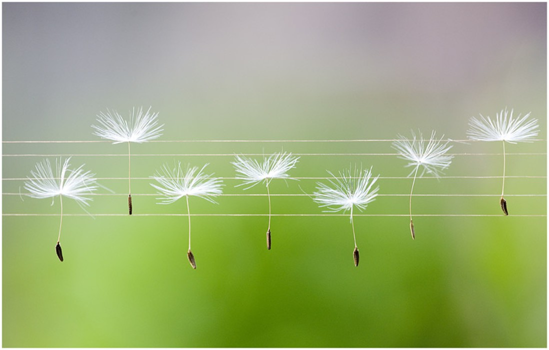 Лети, Душа моя