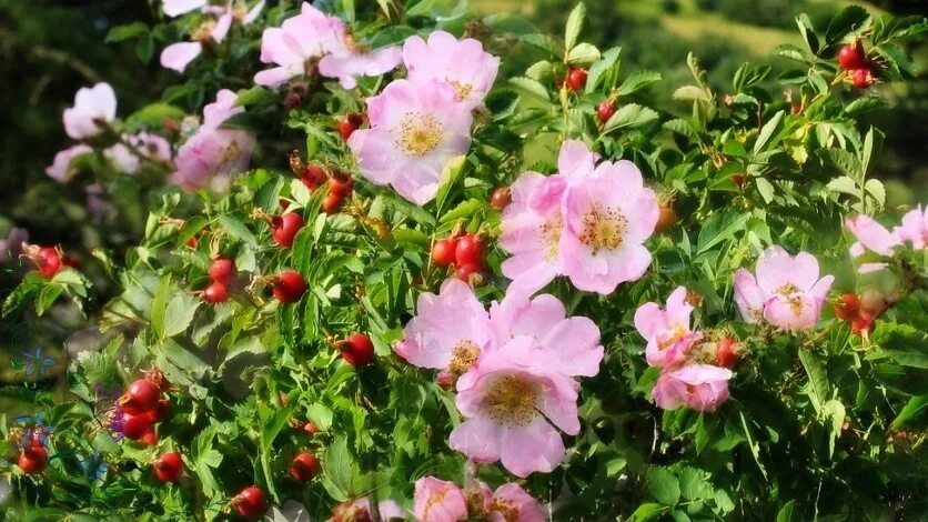 Шиповник