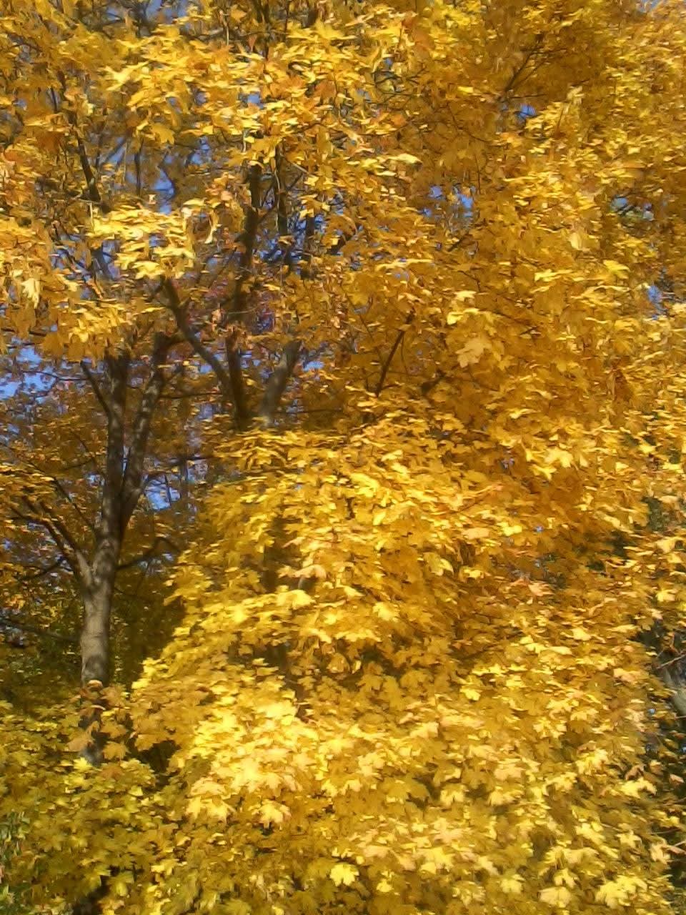 Брат рыжий наш