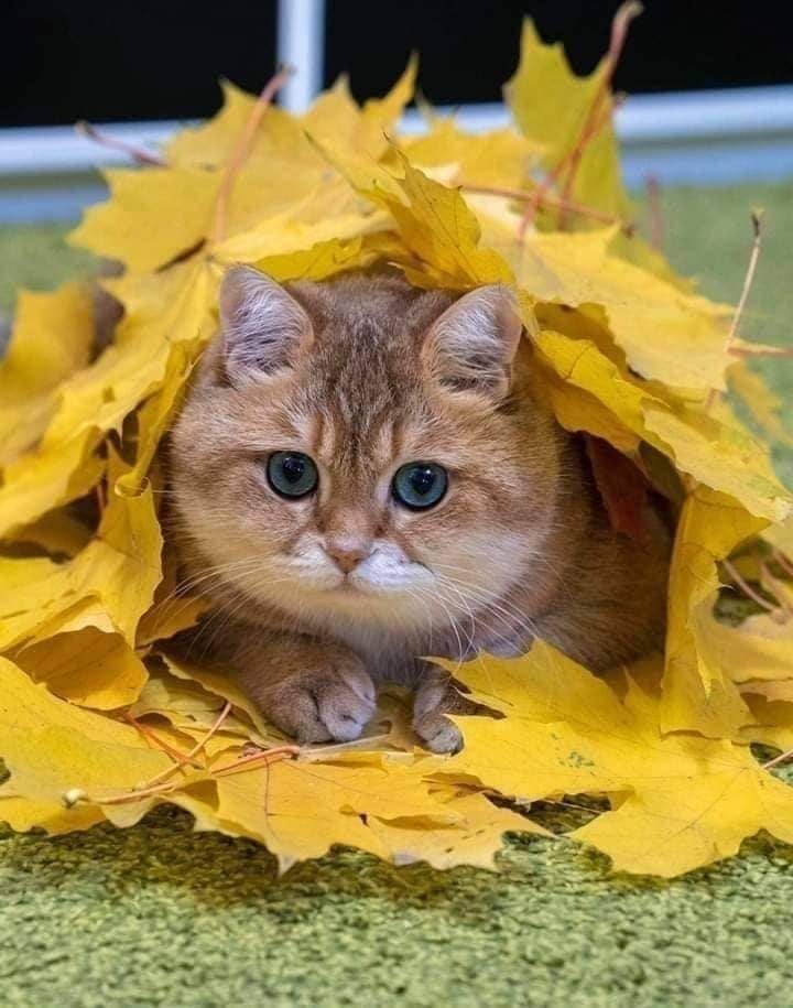 Омские туманы октября