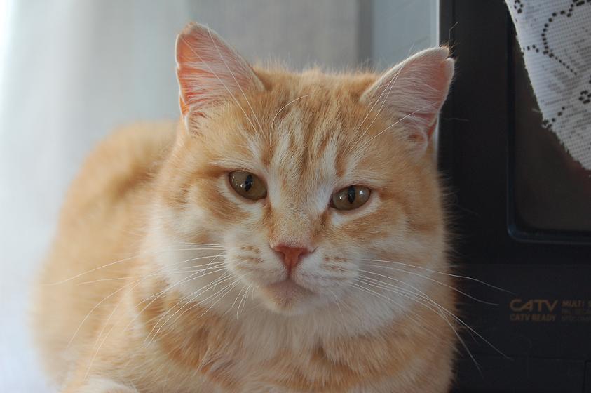 Кошка Дашка