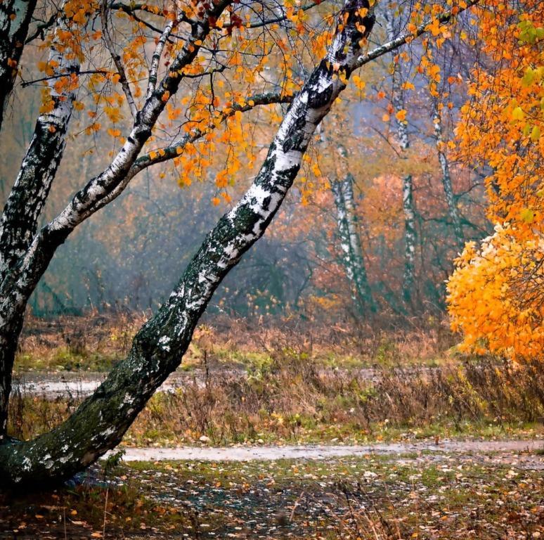 Отшумела осень