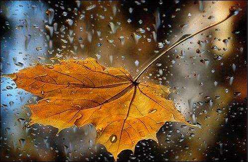 Пускай сегодня дождь