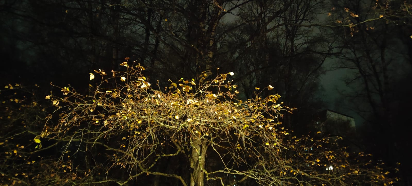 Прорастает...