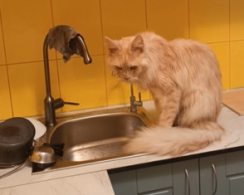 Но кот не рад