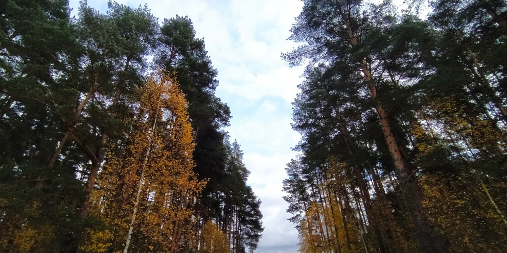 Я и сосны