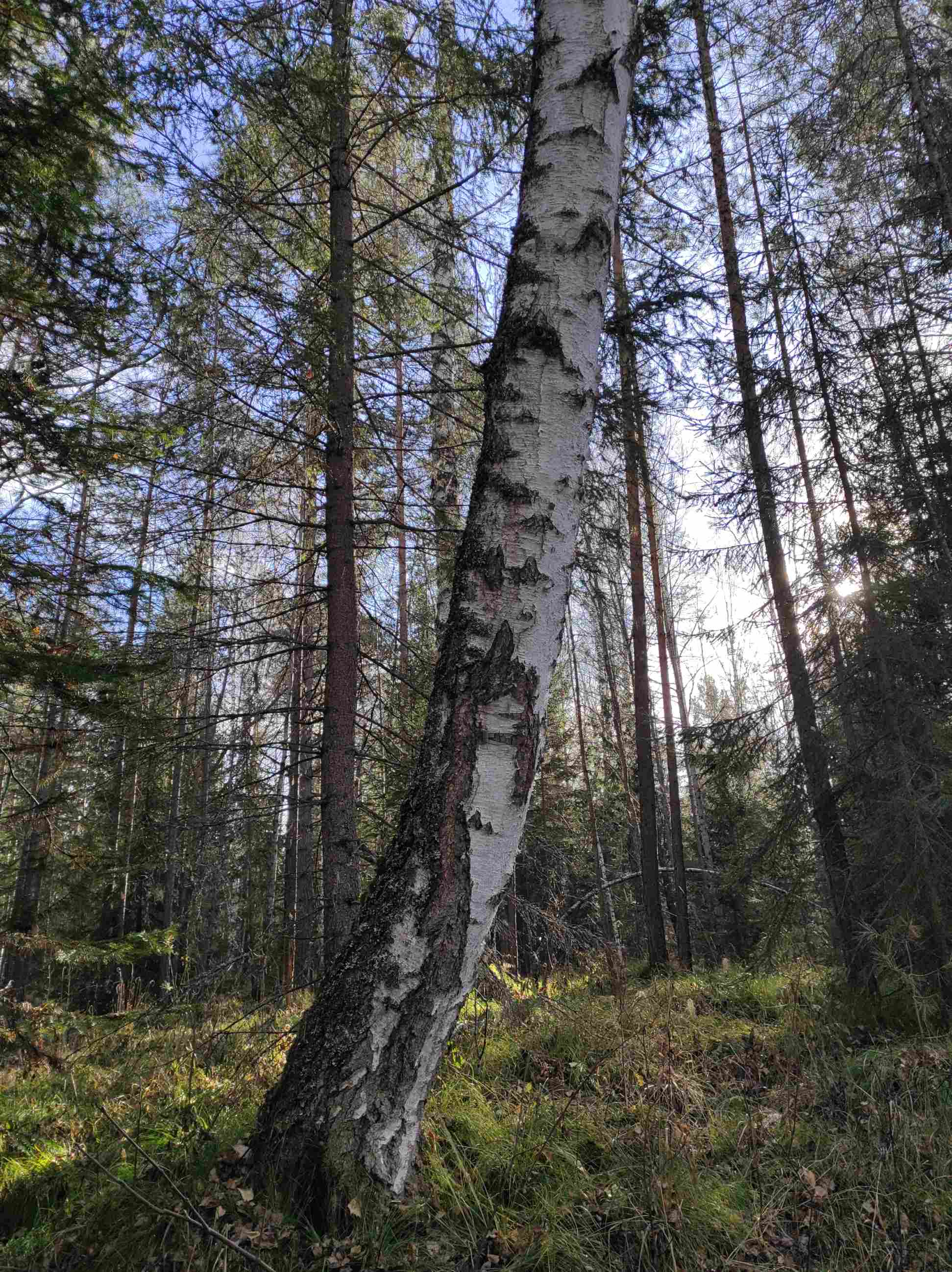 Мудрая береза