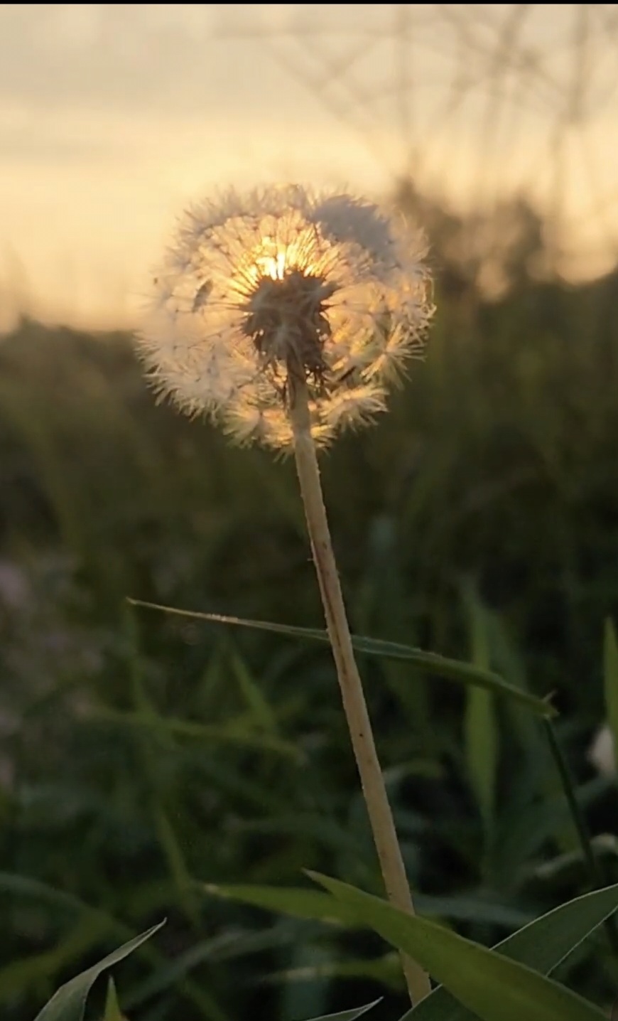 Однажды в саду