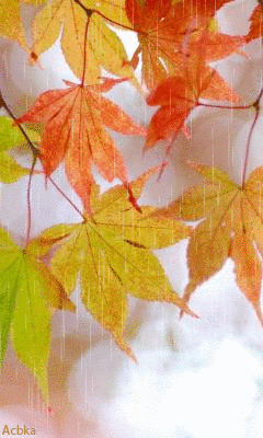 Я - подожду...