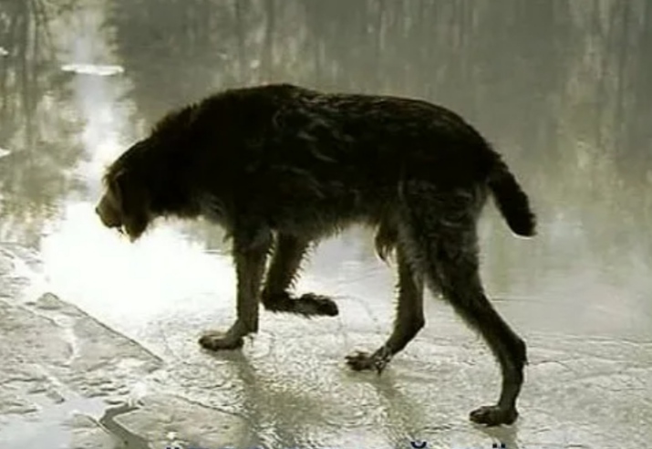Шёл ноябрь...