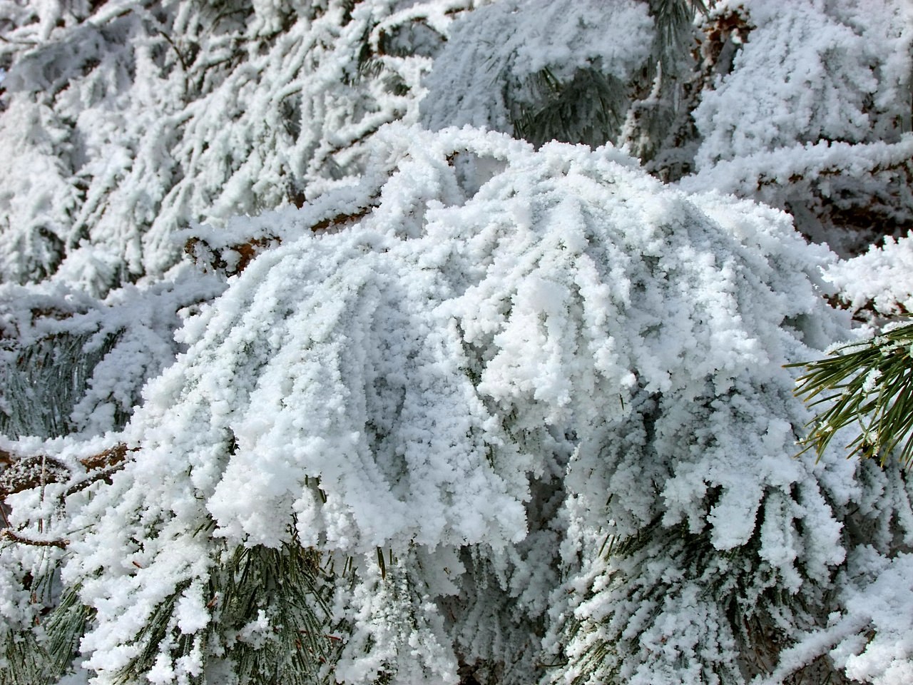 Белые мимозы