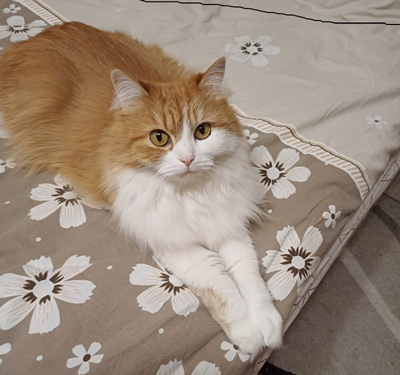 Ушла моя радость