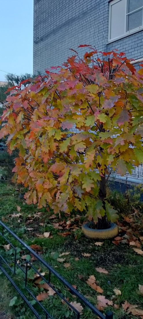 Дубок и Осень