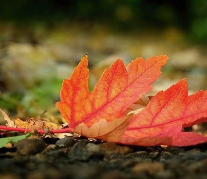 Лист пожухлый падает с ветки...