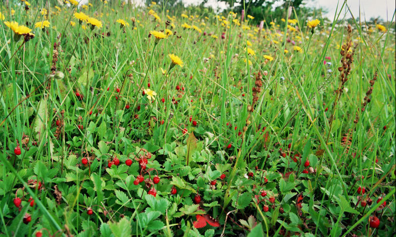 Земляничные поляны