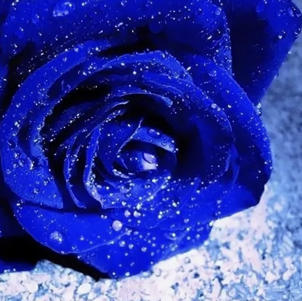 Синие розы