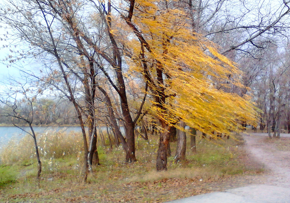 Затихает осень
