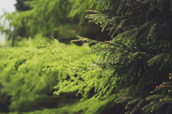 Волшебный лес