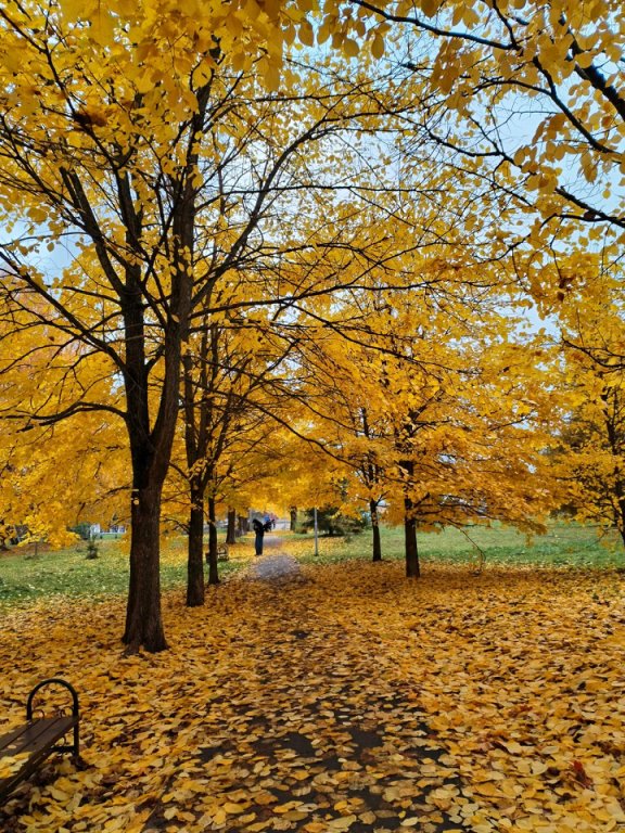 Вокруг всё было в золотом убранстве
