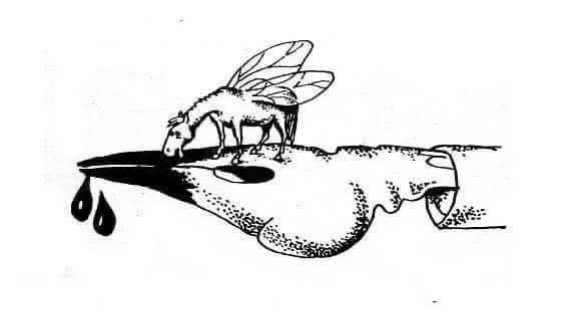 Графоманим...