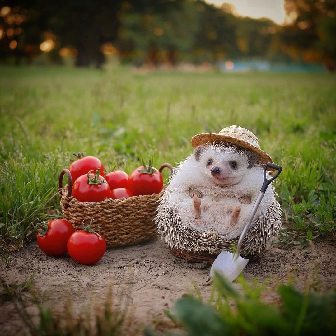 Ёжику поможем