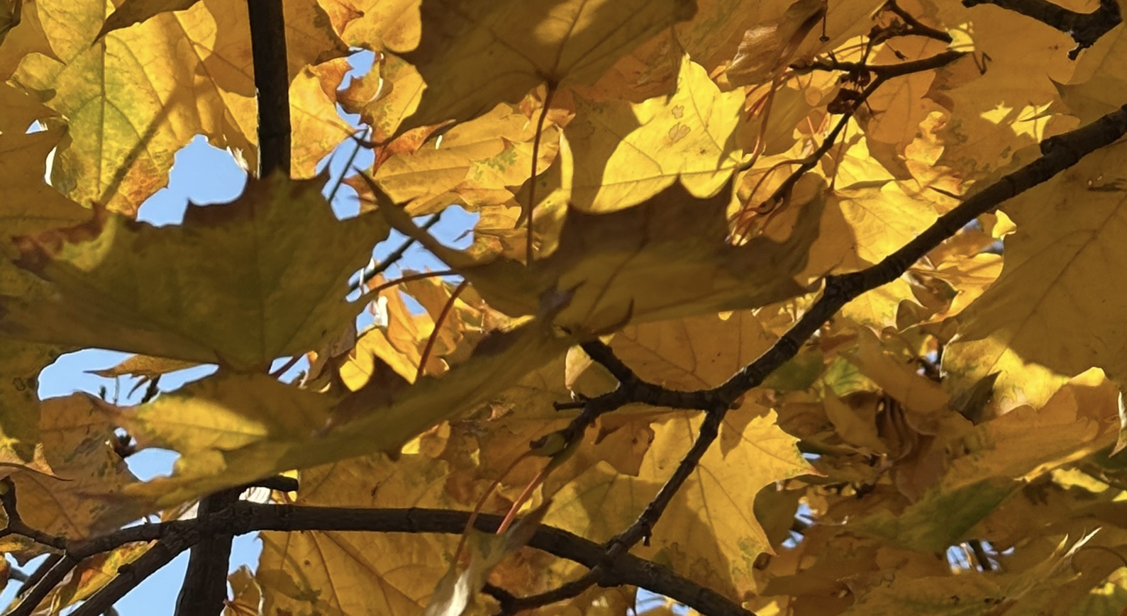 Воет ветер за окном