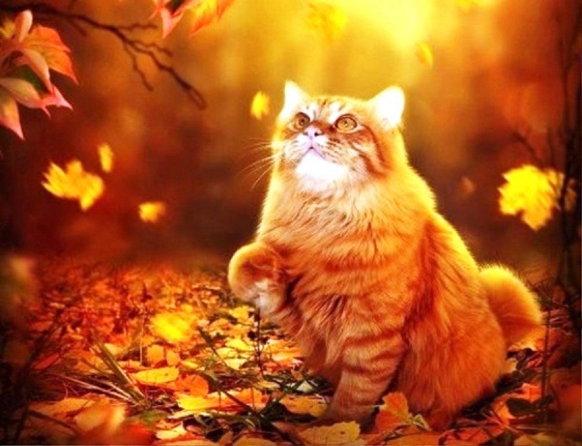 Котёнок - осенний эстет