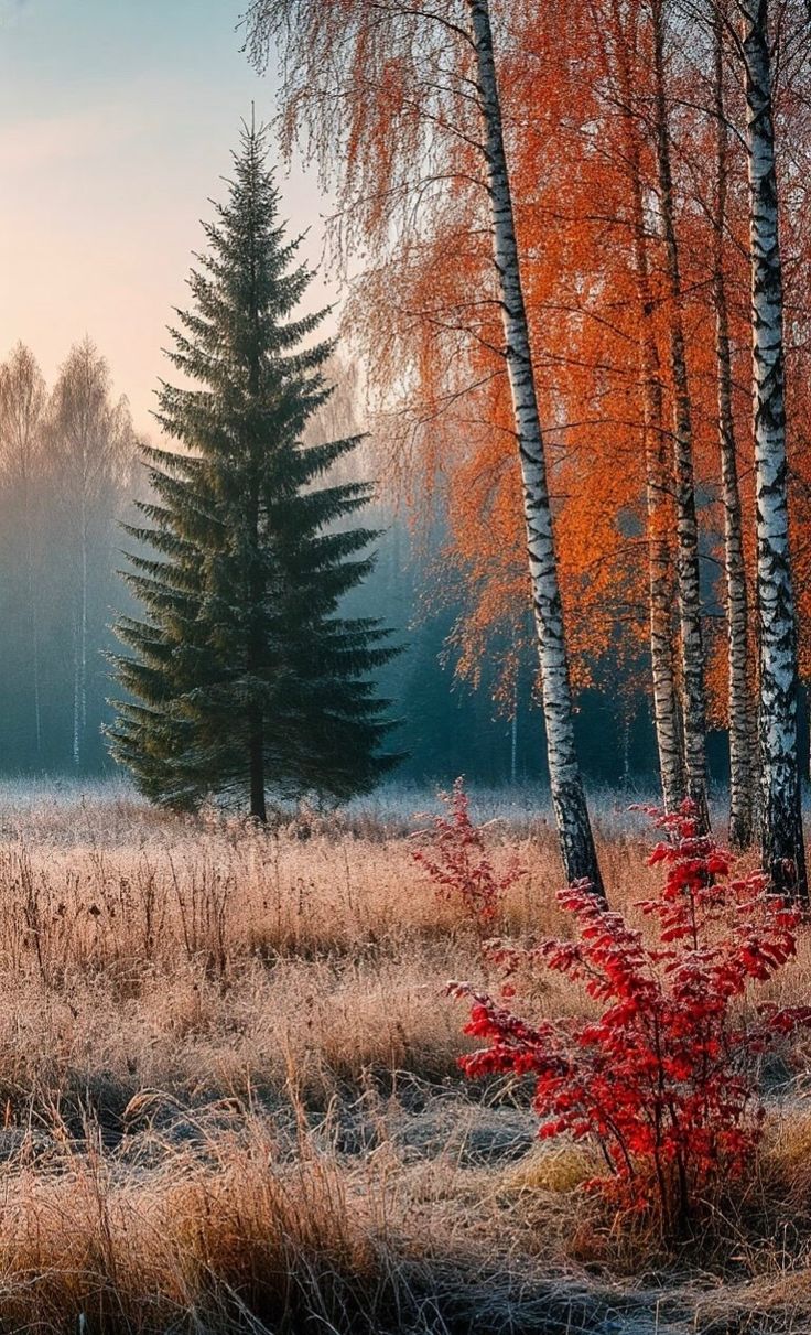 Берёзки в заплатках